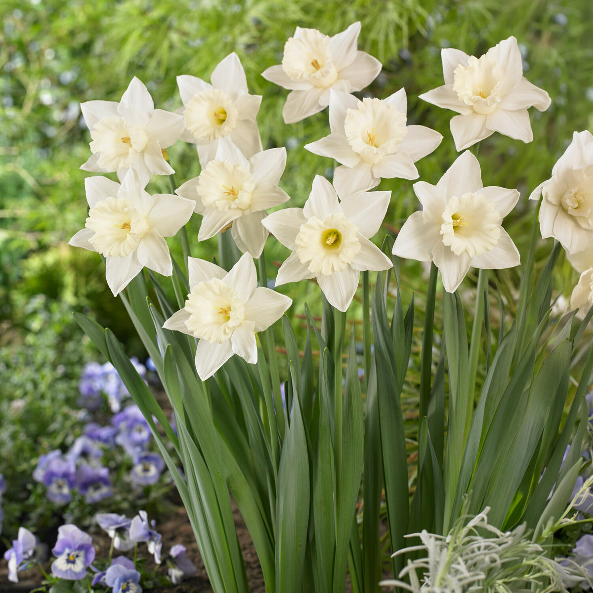 Narcis Mount Hood - Narcissus Mount Hood - Bakker