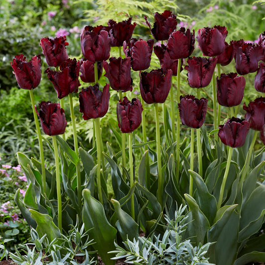 Tulp Black Parrot - Bakker