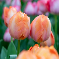 Darwintulp Apricot van Eijk - Tulipa Apricot van Eijk - Bakker