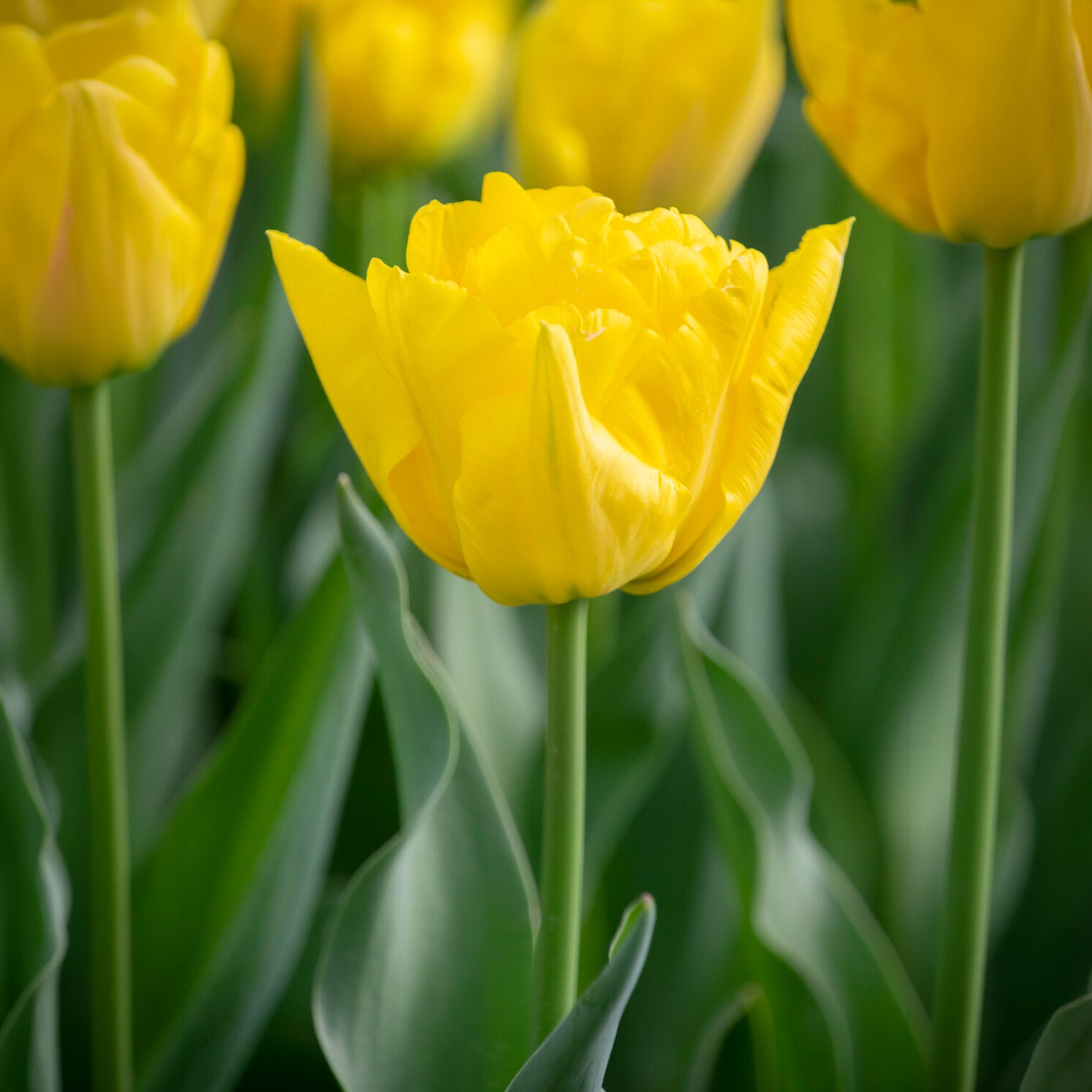Dubbele vroege tulp Marie Jo - Tulipa Marie Jo - Bakker
