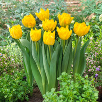 Tulipa Marie Jo - Dubbele vroege tulp Marie Jo - Tulpen