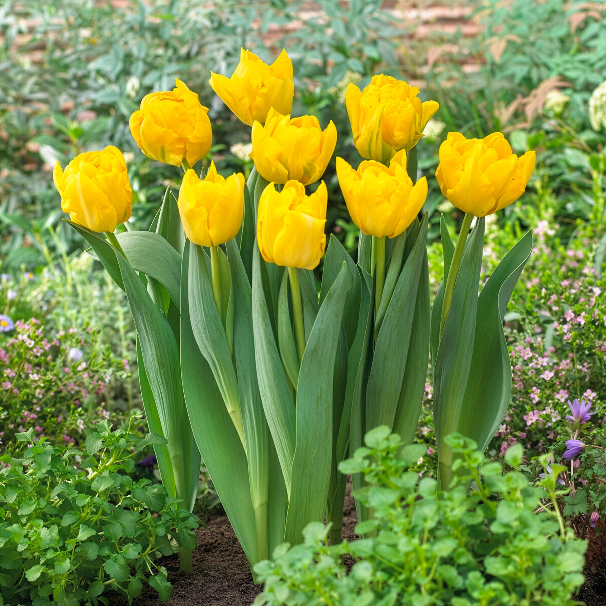 Tulipa Marie Jo - Dubbele vroege tulp Marie Jo - Tulpen