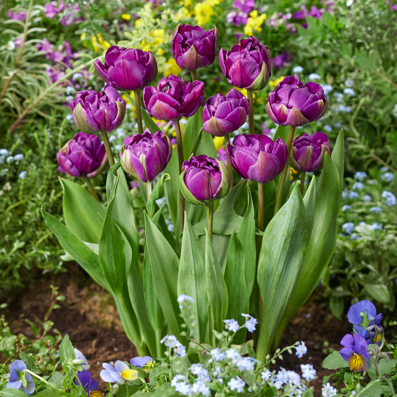 Tulp Negrita - Tulipa Negrita - Bakker