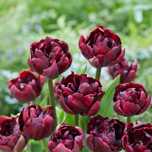 Tulp Palmyra - Bakker