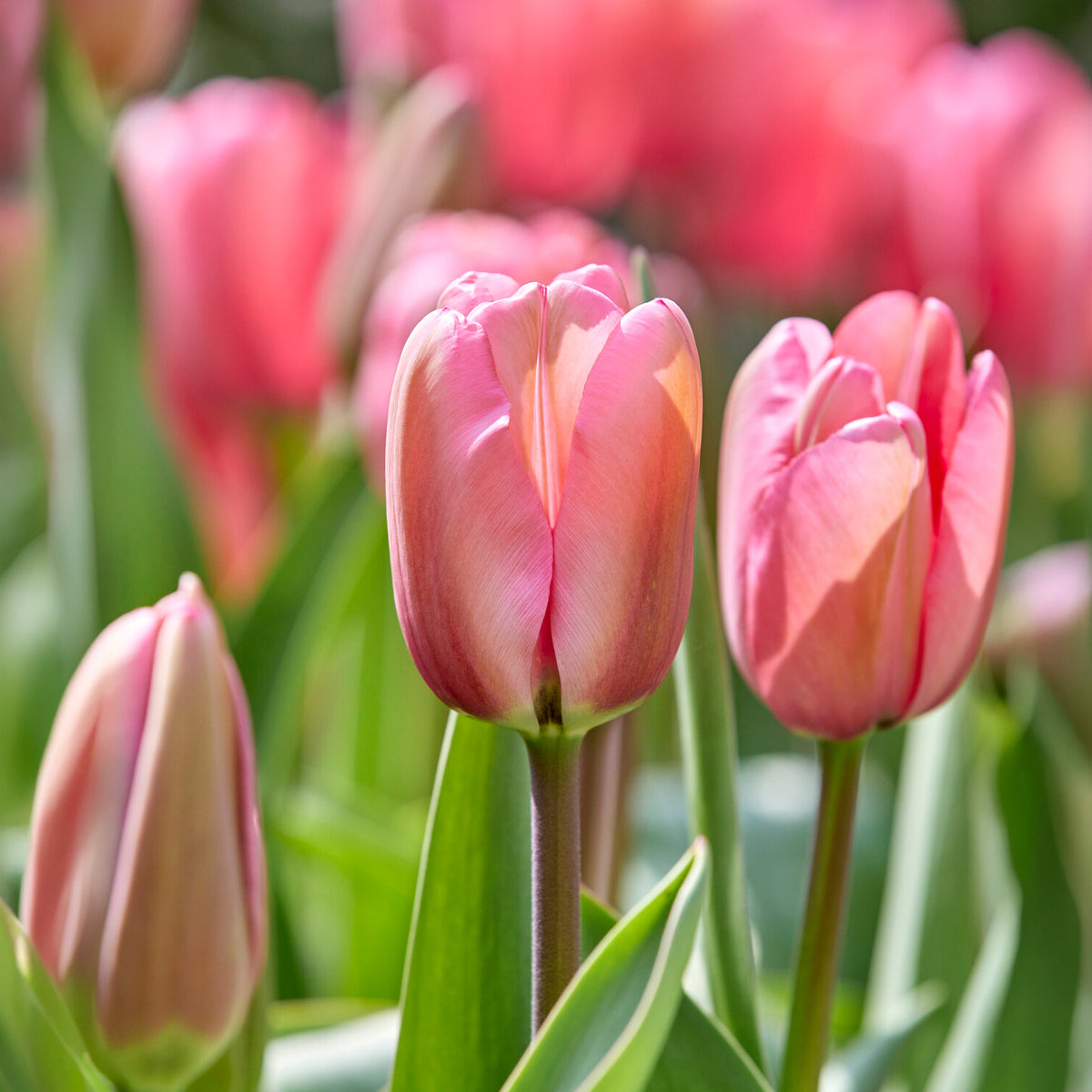 Tulp Pink Impression - Tulipa Pink Impression - Bakker