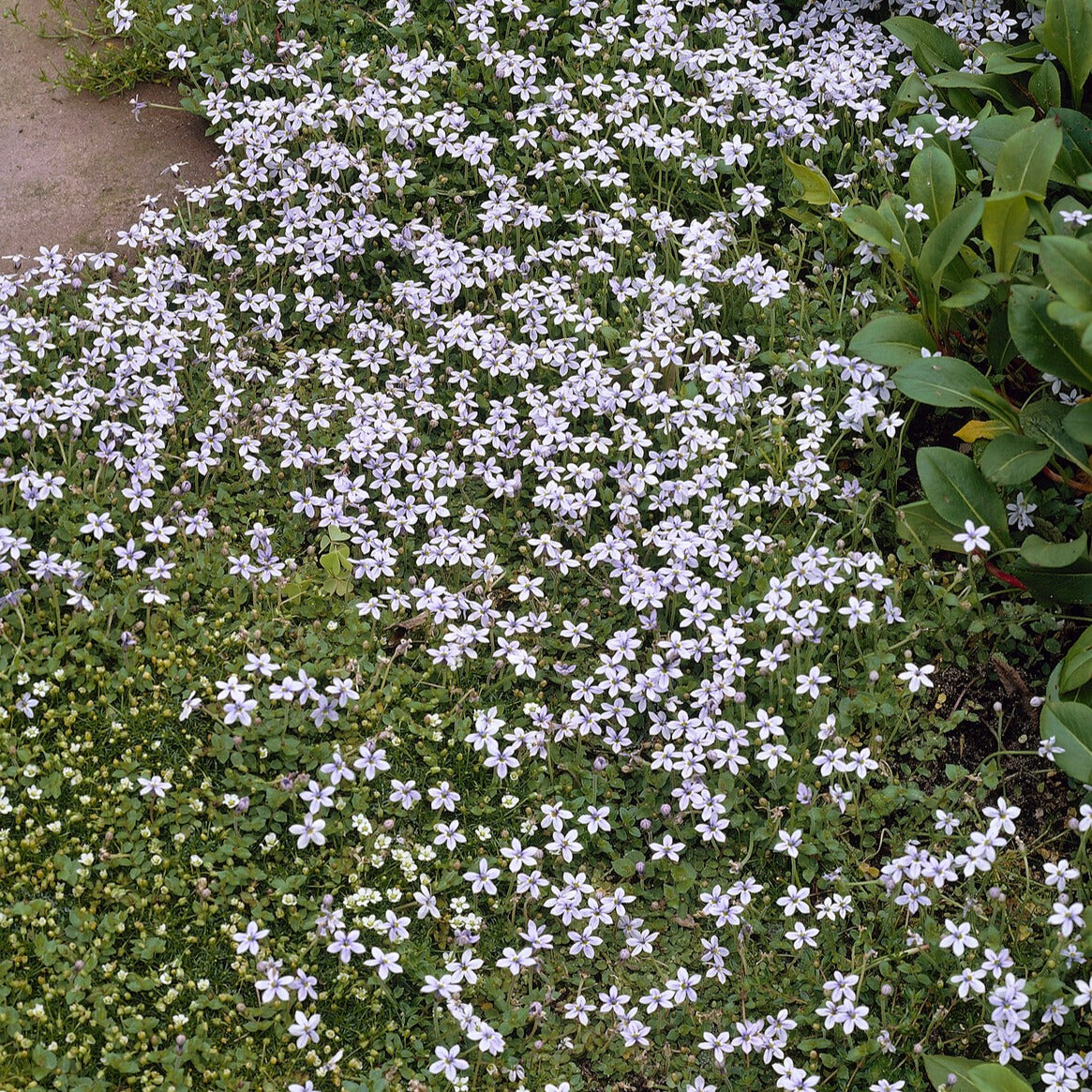 Blauwe grondkruiper (x3) - Isotoma fluviatilis - Vaste planten