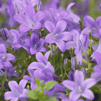 Verkoop Klokjesbloem (x3) - Campanula portenschlagiana