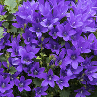 Klokjesbloem (x3) - Campanula portenschlagiana - Bakker