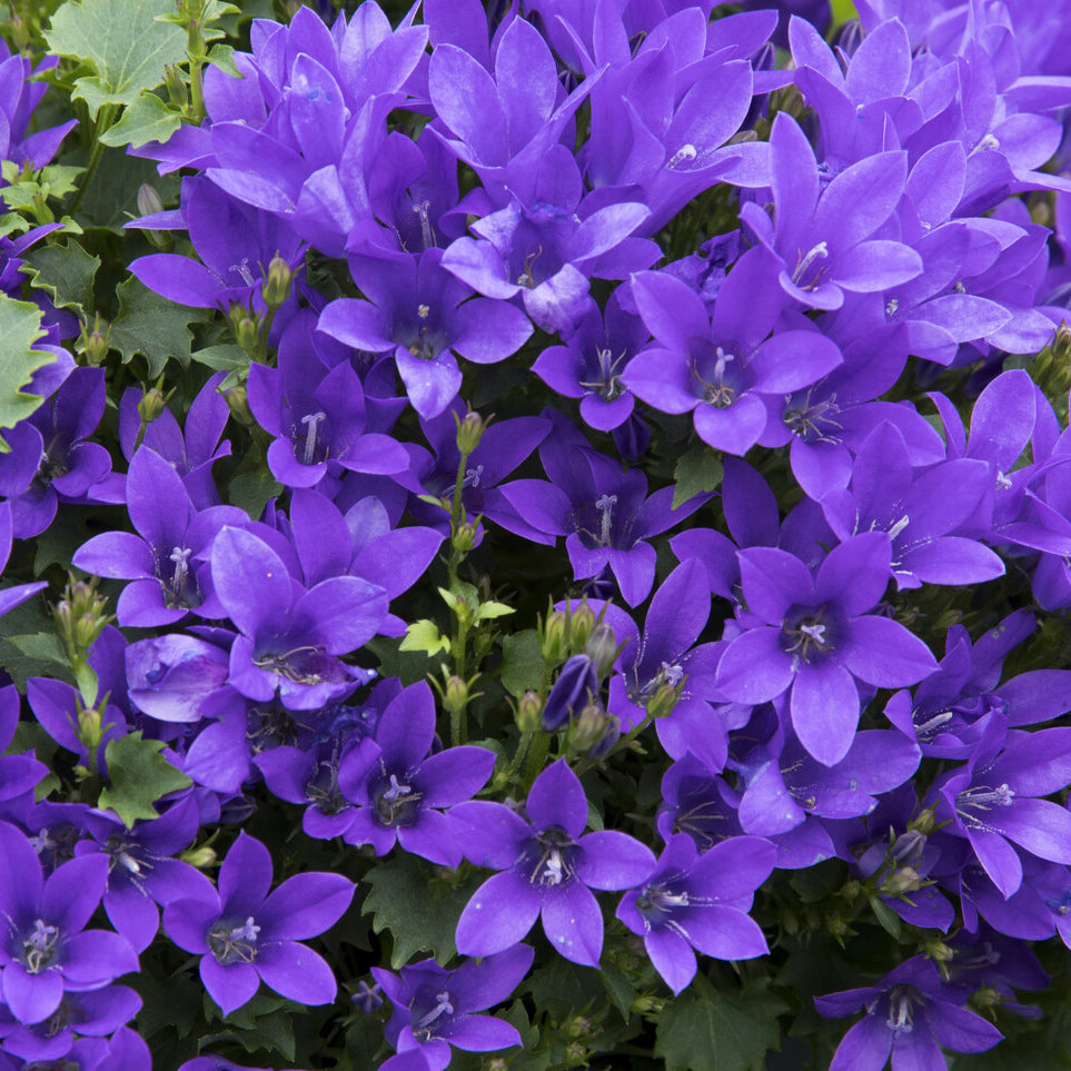 Campanula portenschlagiana - Muurtklokje - Klokjesbloem