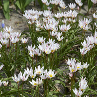 10 Botanische tulpen Hilde - Tulipa botanical Hilde - Bakker