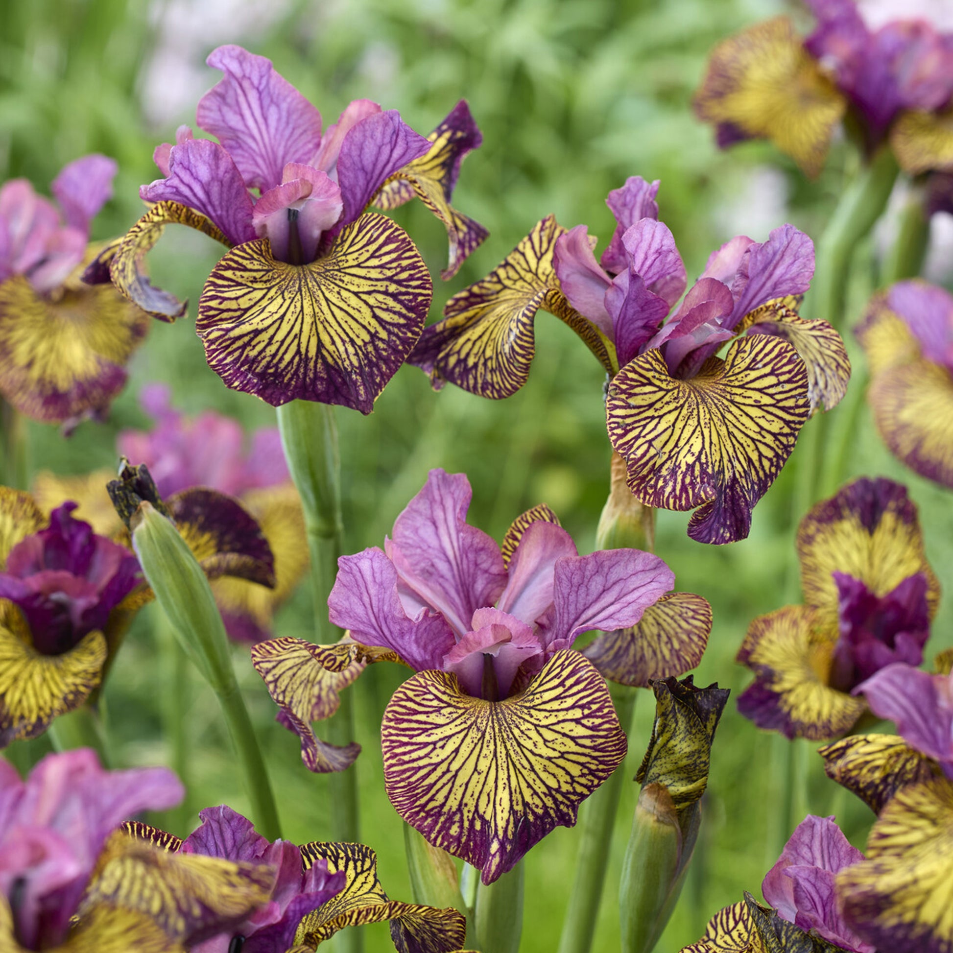 Siberische Lis 'Juniper Leigh' - iris sibirica juniper leigh - Bakker