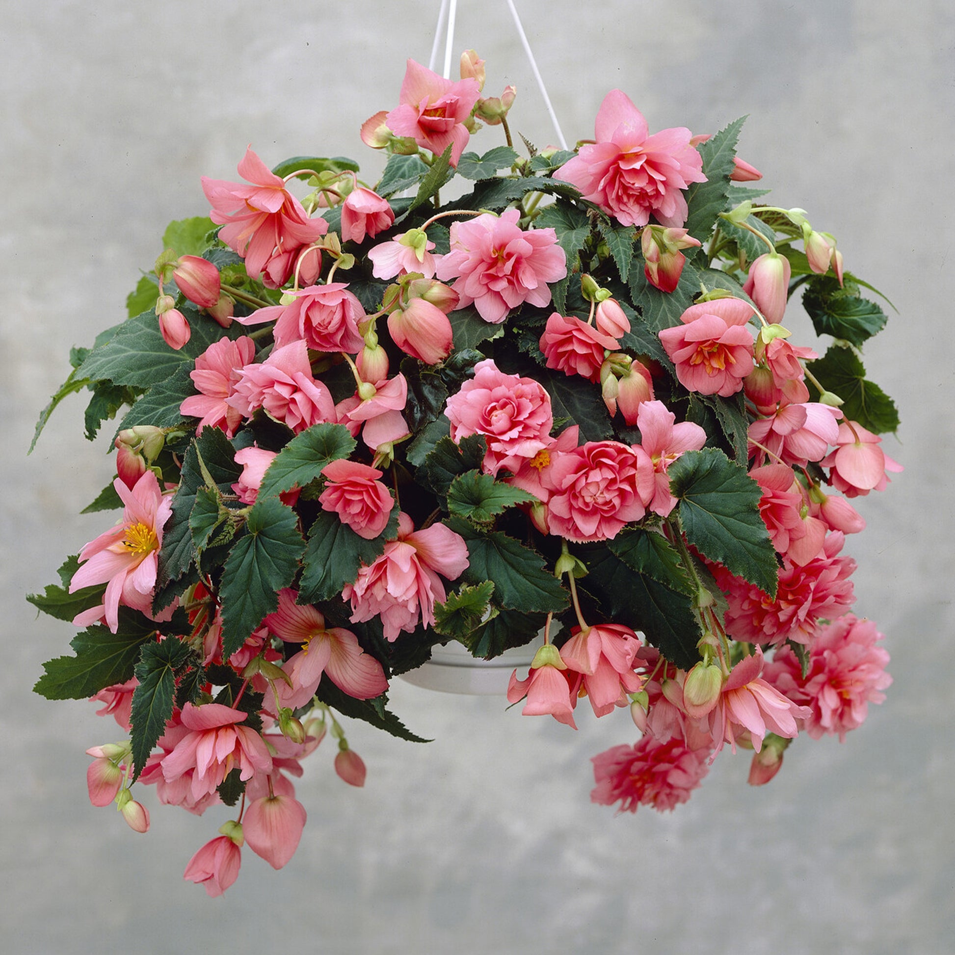 Roze hangbegonia - Bakker