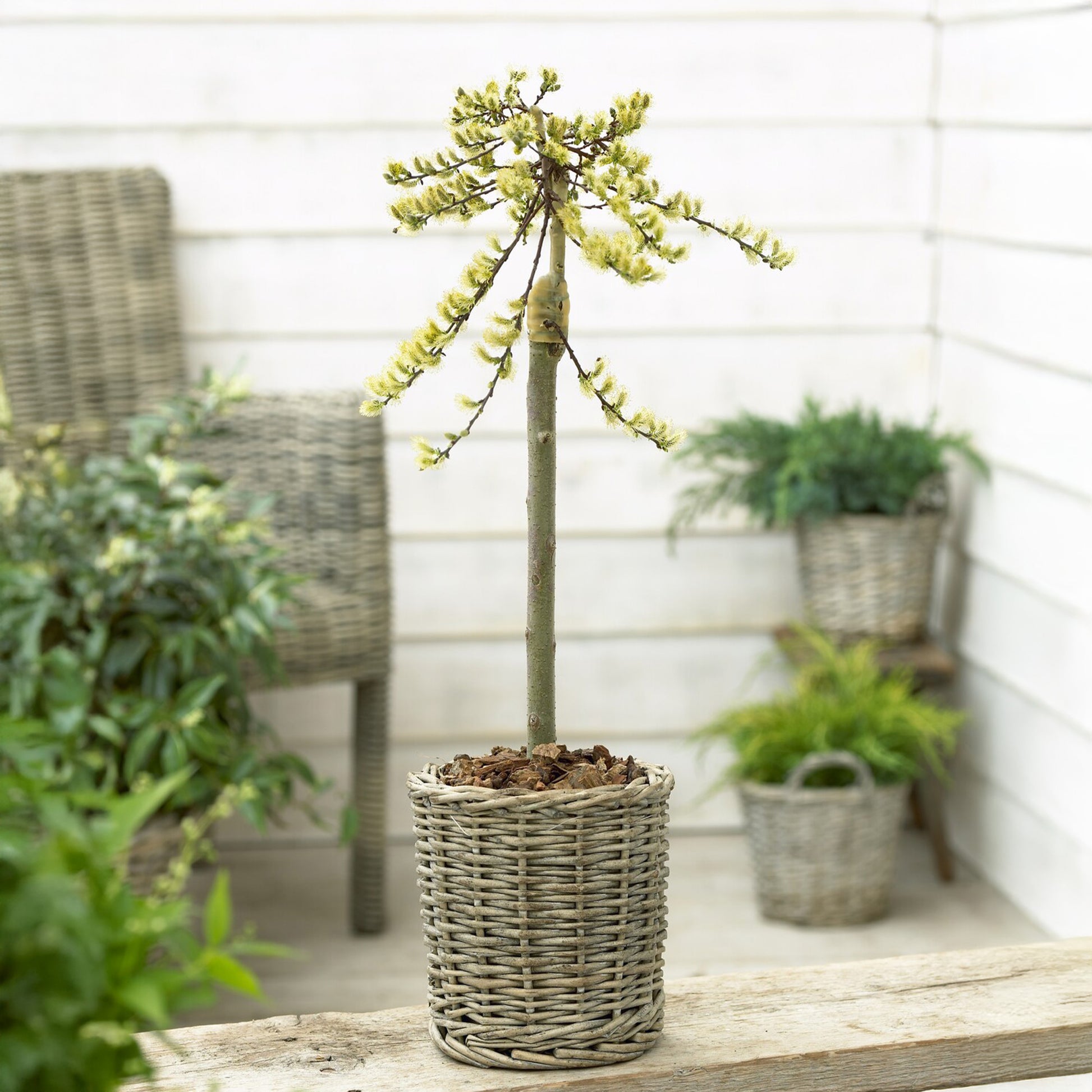 Salix repens 'Iona' tige 40 -  - Wilg
