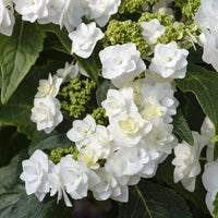 Hortensia Doppio Bianco - Bakker