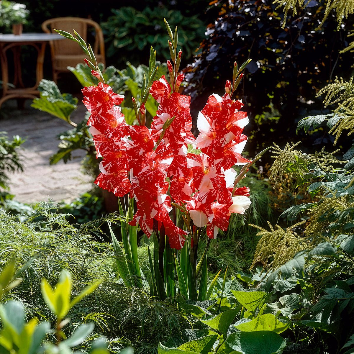 Grootbloemige gladiool 'Zizanie' (x25) - Gladiolus zizanie - Bakker