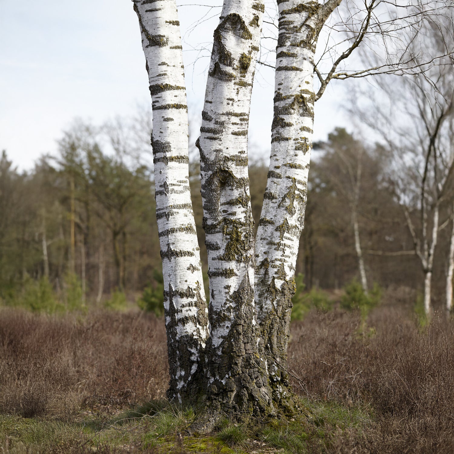 Ruwe berk - Bakker