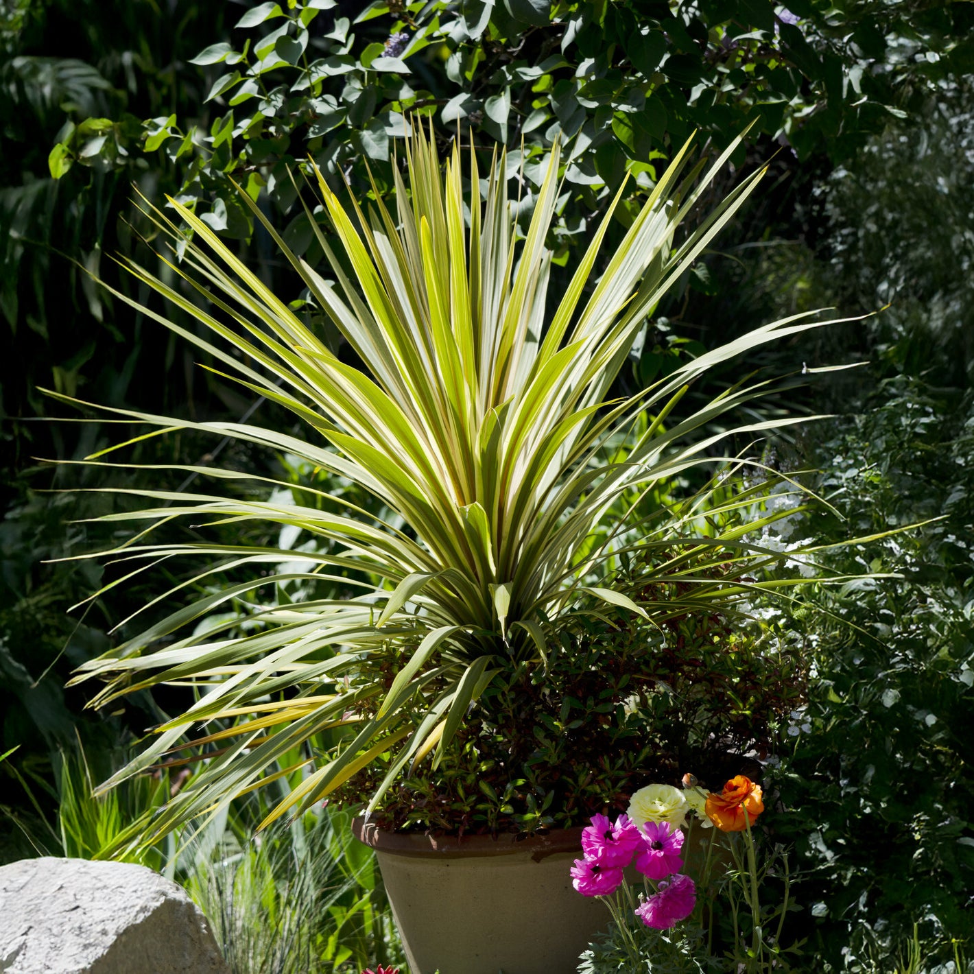 Australische cordyline Torbay Dazzler® - Bakker