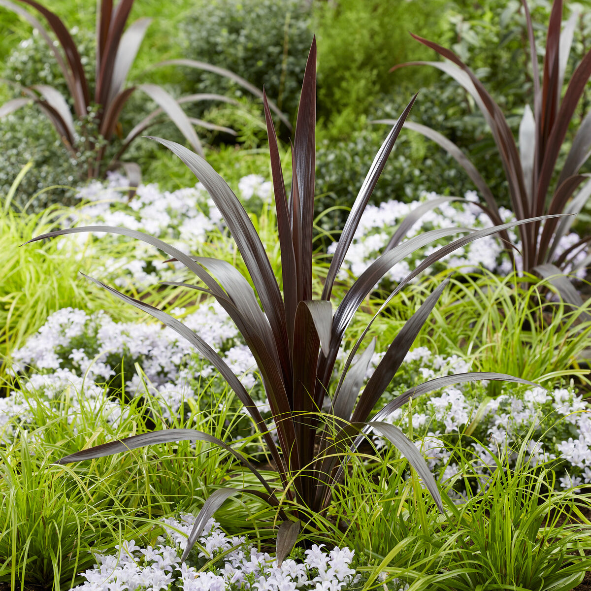 Cordyline obtecta 'Super Star'® / Koolpalm - Cordyline obtecta Superstar® - Bakker