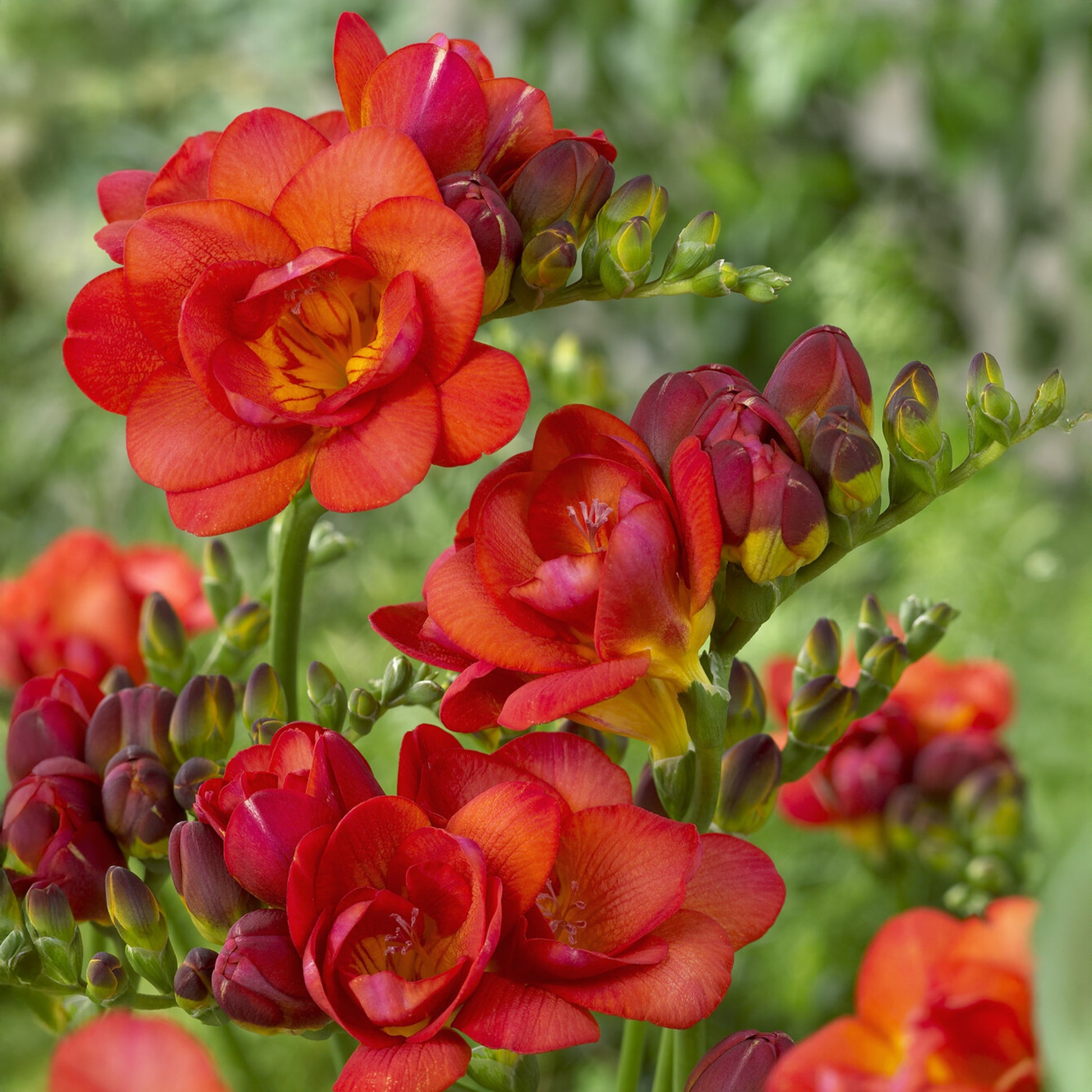 25 dubbele rode freesias - Bakker