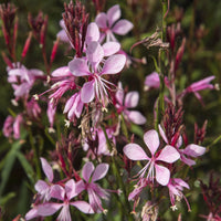 Prachtkaars Baby Butterfly Dark Pink - Gaura lindheimeri Baby Butterfly Dark Pink - Bakker