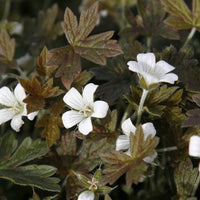 Ooievaarsbek Sanne - Geranium oxonianum Sanne - Bakker