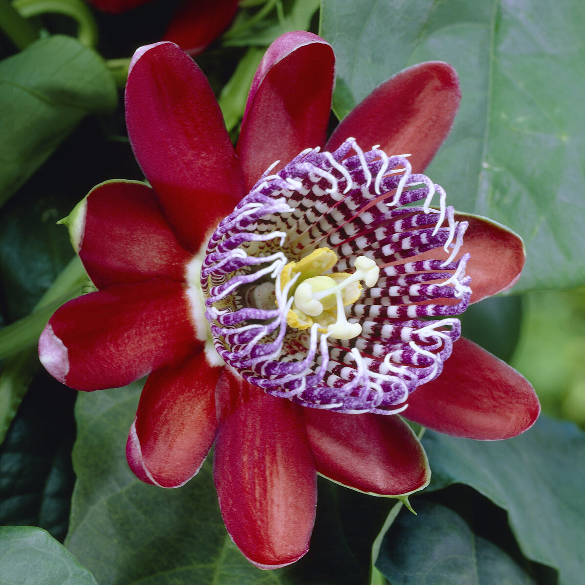 Verkoop Wilde grenadille/gevleugelde passiebloem - Passiflora alata