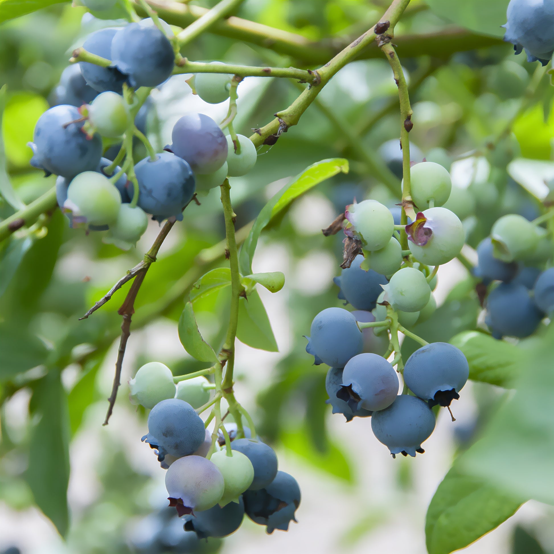 Vaccinium corymbosum Berkeley - Blauwe bes 'Berkeley' - Blauwe bes