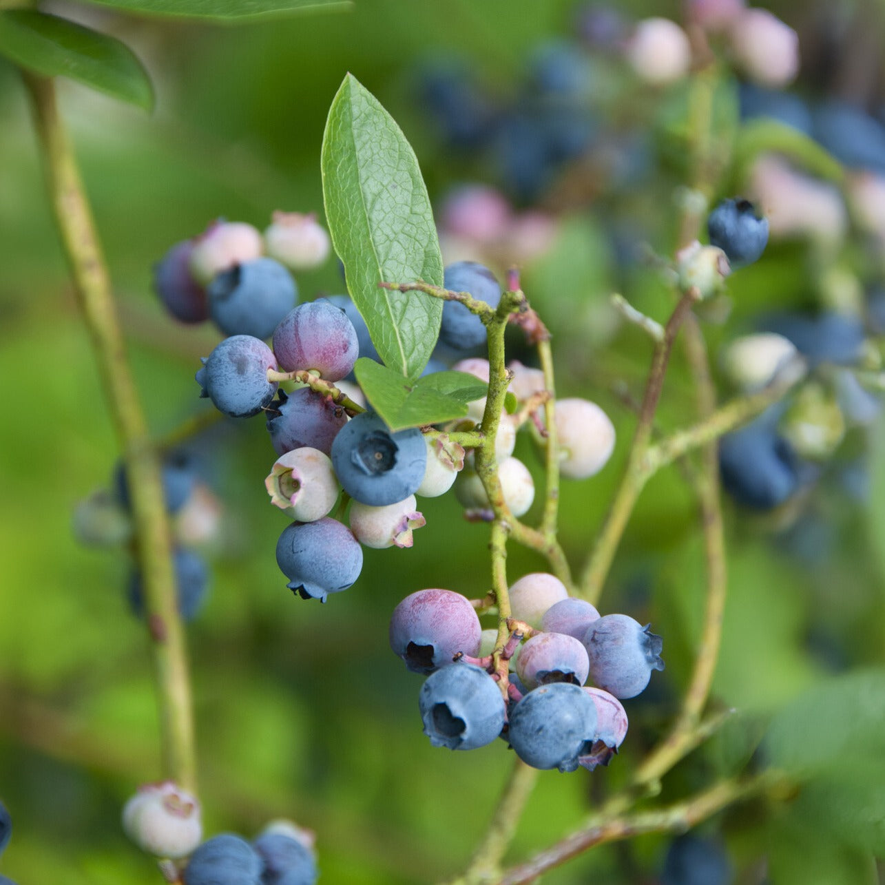Blauwe bes