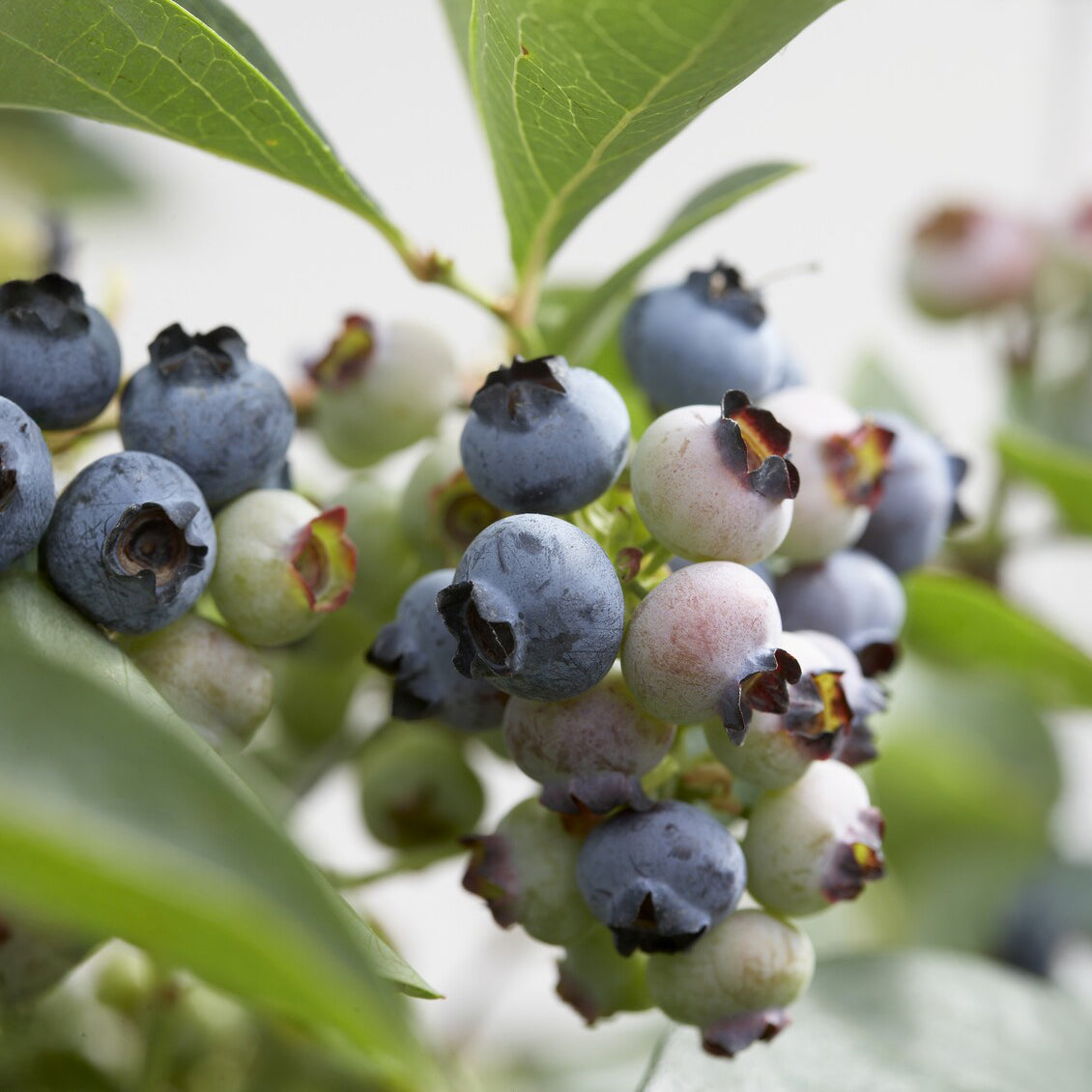 Blauwe bes 'Chandler' - Vaccinium corymbosum Chandler - Bakker