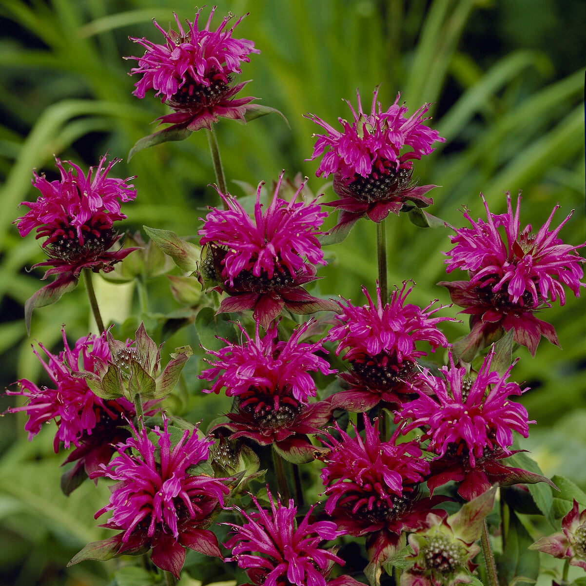 Bergamotplant 'Scorpion' - Monarda Scorpion - Bakker