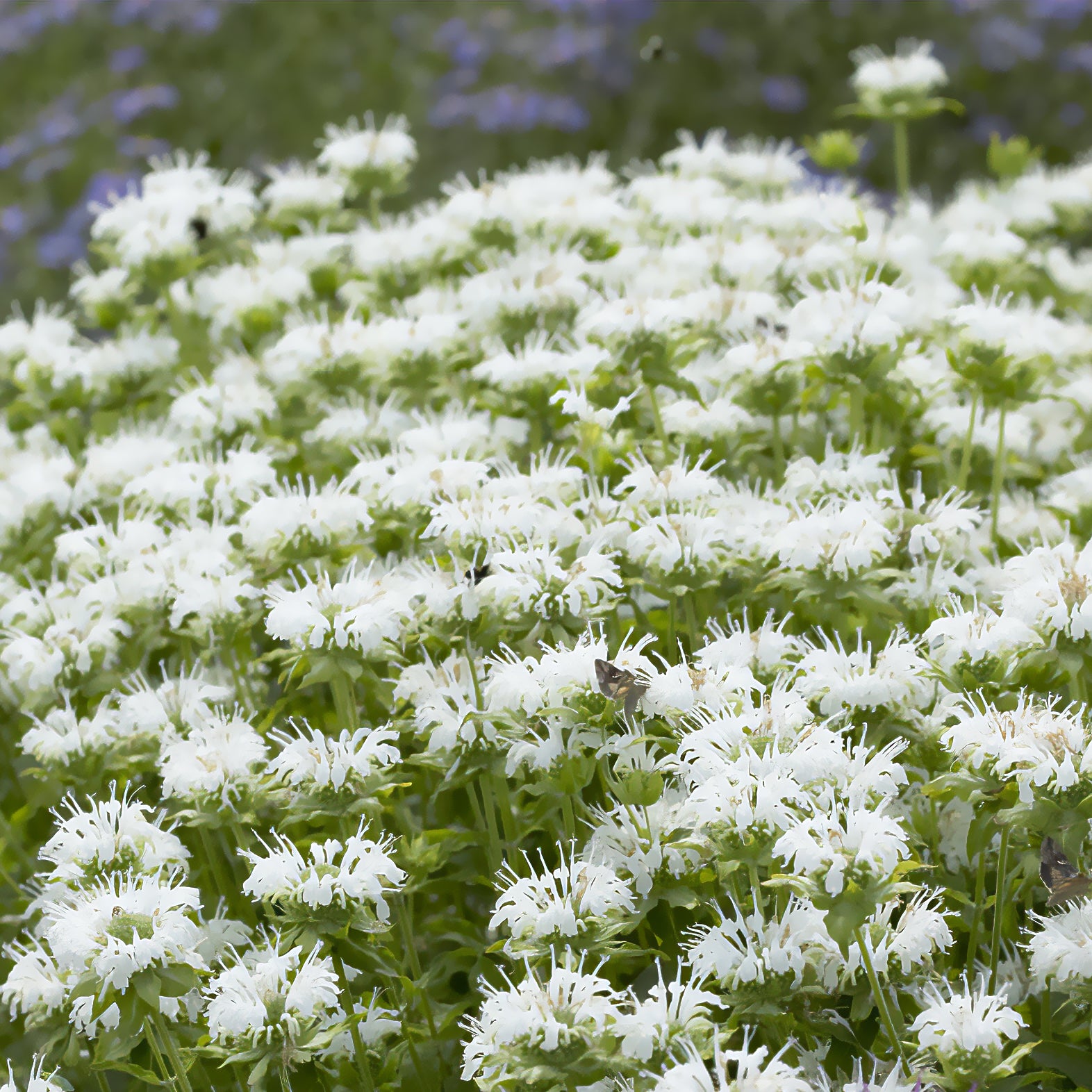 Monarda schneewittchen - Bergamotplant 'Schneewittchen' - Monarde