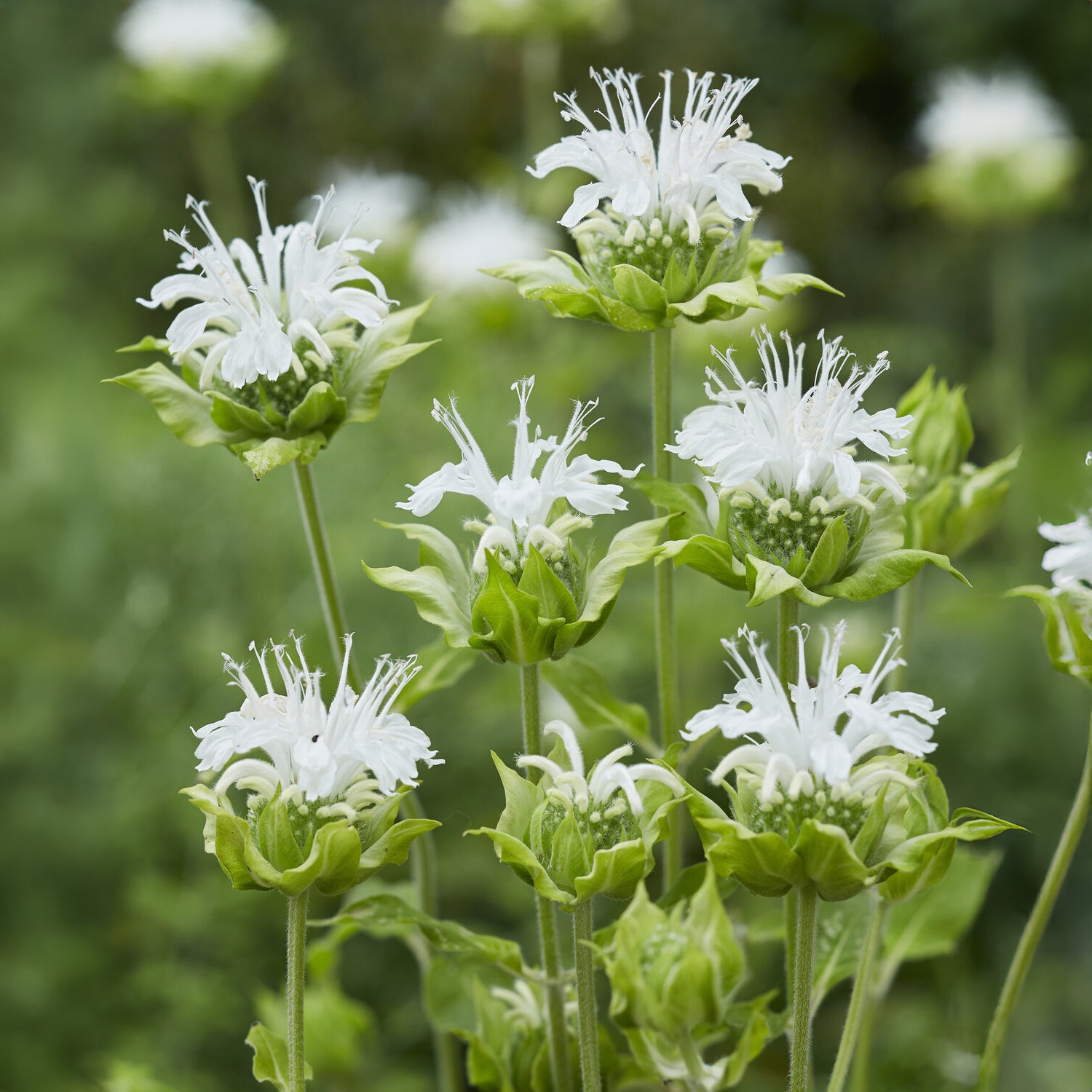 Bergamotplant 'Schneewittchen' - Bakker