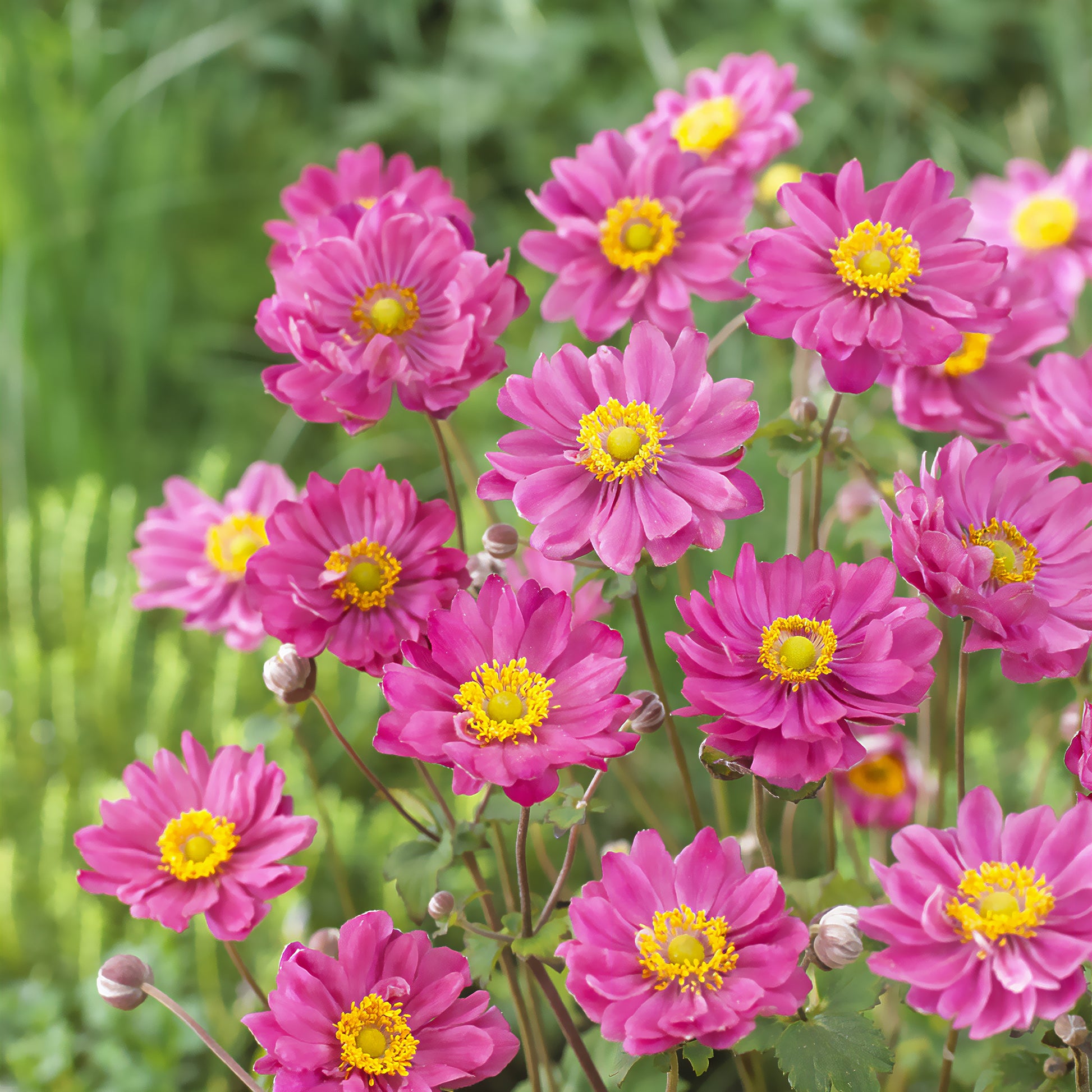 Japanse anemoon Margarete - Anemone hybr. Margarete - Bakker