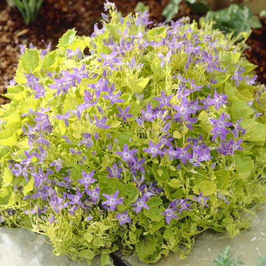 Gouden Dickson's Klokje - Bakker