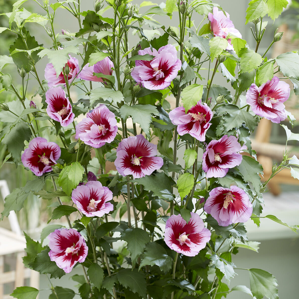 Hibiscus - Hibiscus Flower Tower Purple® - Hibiscus syriacus Flower Tower Purple ®