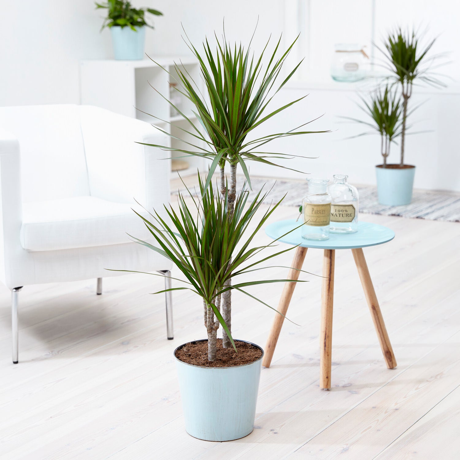 Dracaena marginata - Drakenbloedboom - Dracaena