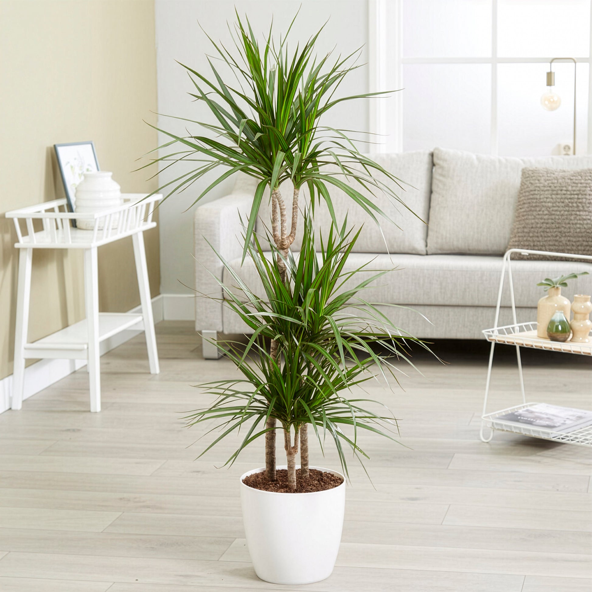 Drakenbloedboom - Dracaena marginata - Bakker