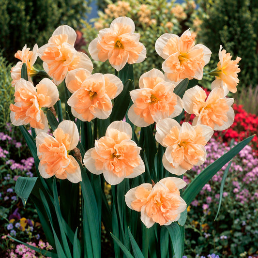 Vlinderbloemige narcis Mix (x10)