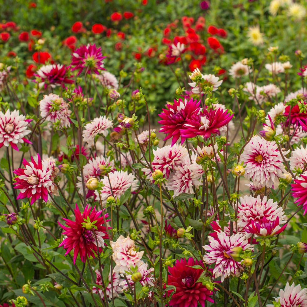 Dahlia 'Rebecca's World' (x3) - Dahlia 'rebecca's world' - Bakker