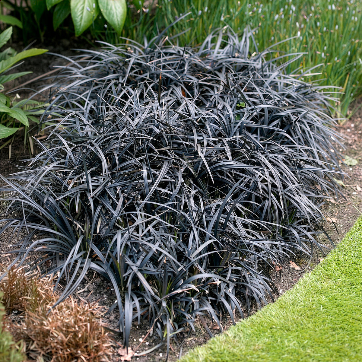 Slangenbaard 'Nigrescens' - Bakker