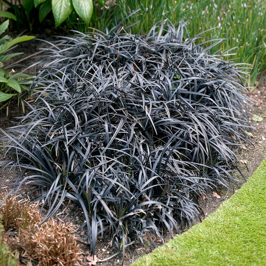Slangenbaard 'Nigrescens' - Bakker