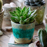Echeveria