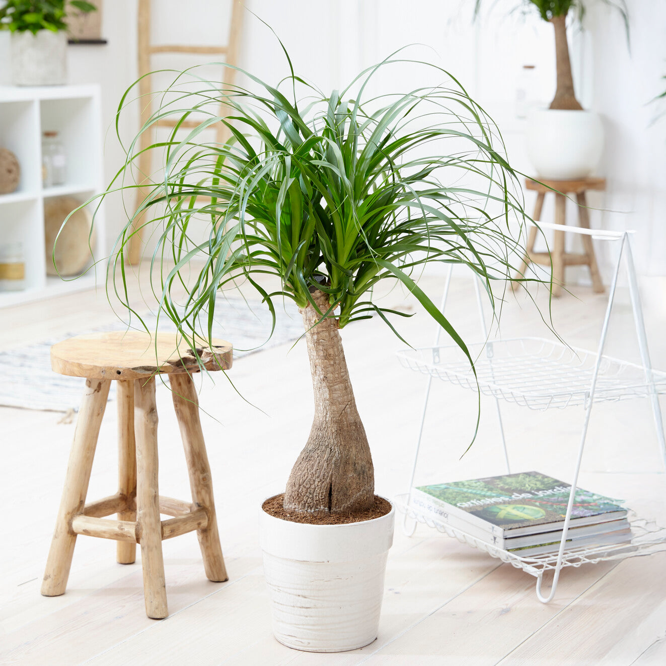 Beaucarnea recurvata - Olifantspoot - Groene kamerplanten voor interieur