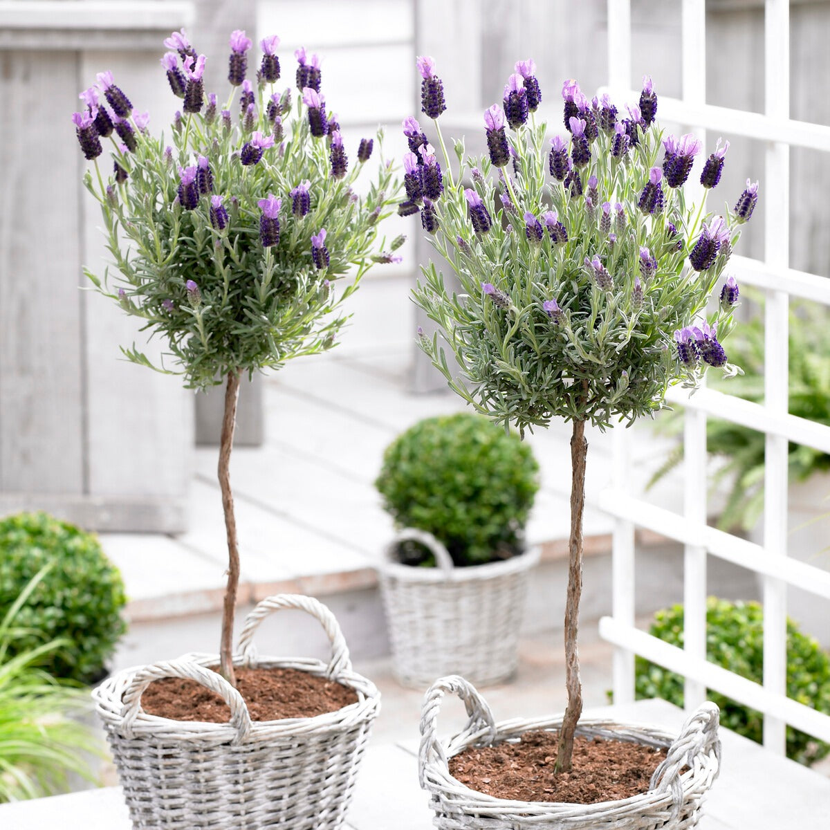 Kuiflavendel - Lavandula stoechas - Lavendel