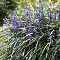 Leliegras 'Ingwersen' - Liriope muscari Ingwersen - Bakker
