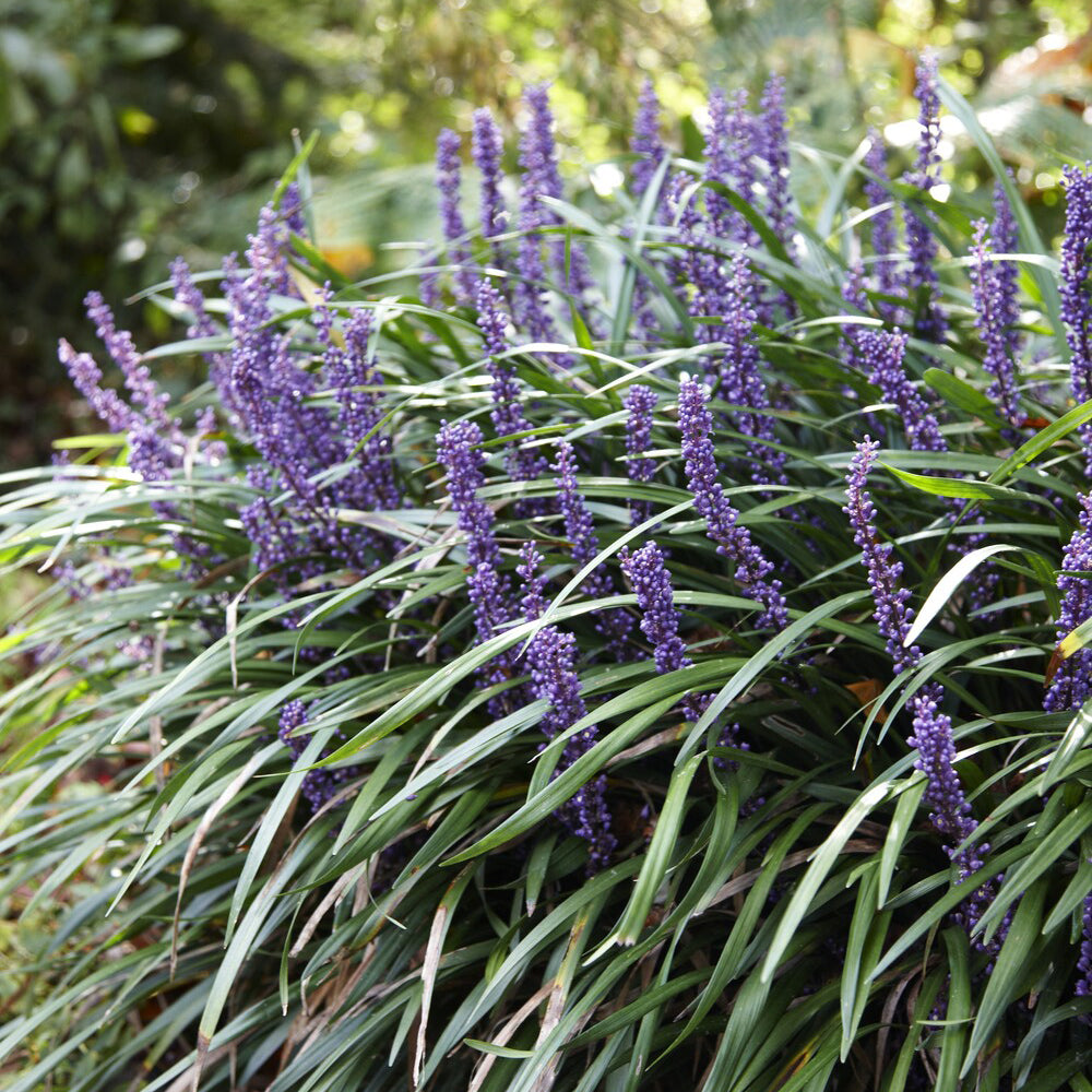 Leliegras 'Ingwersen' - Liriope muscari Ingwersen - Bakker