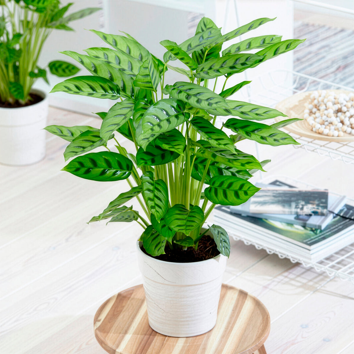 Pauwenplant 'Leopardina'