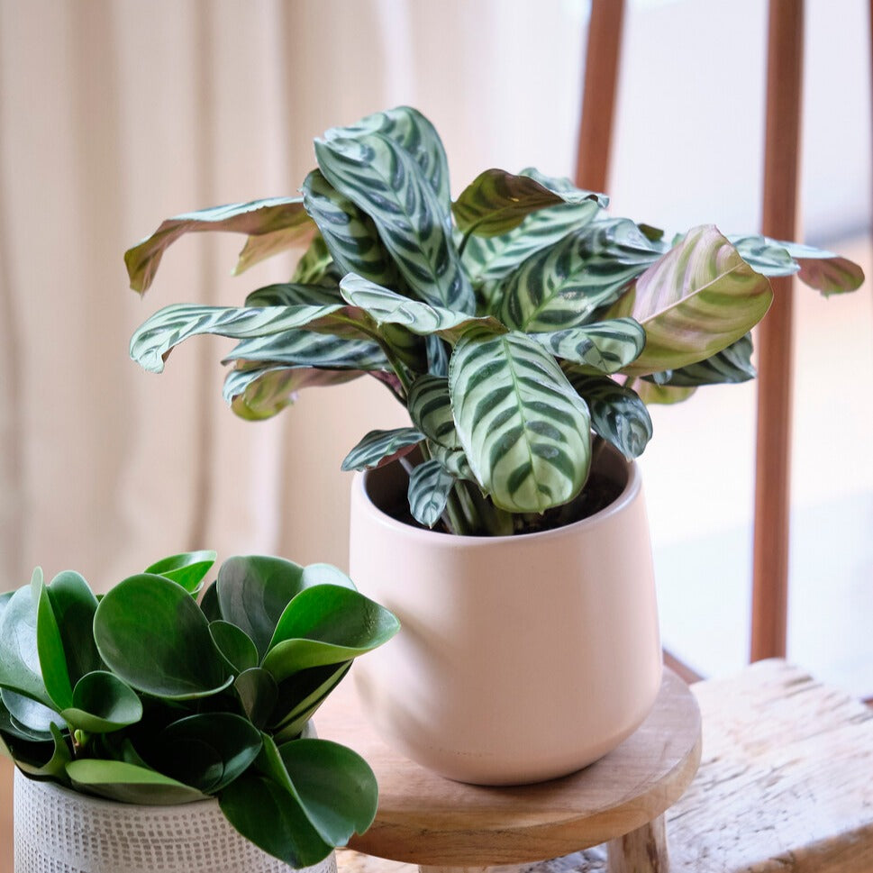 Gebedsplant - Ctenanthe burle-marxii - Bakker