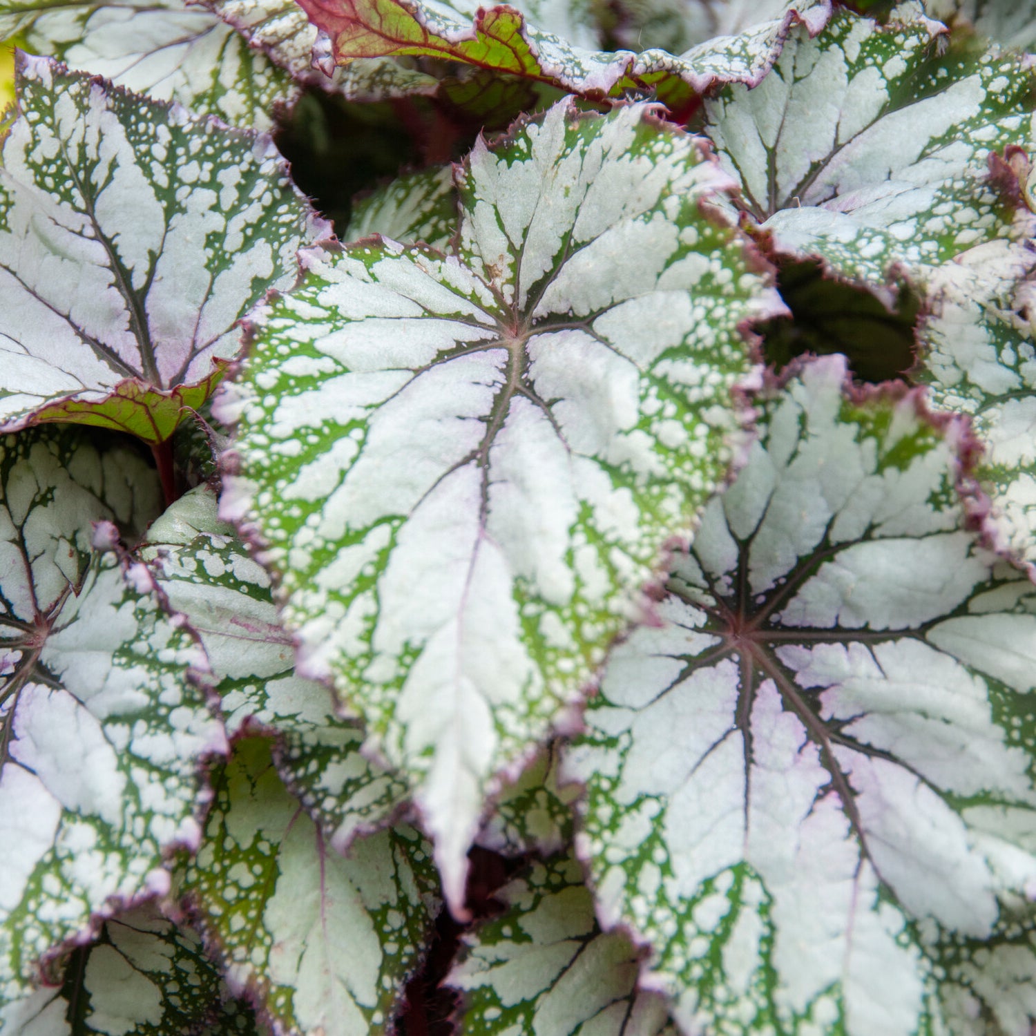 Bladbegonia 'Asian Tundra' - Begonia beleaf asian tundra - Bakker