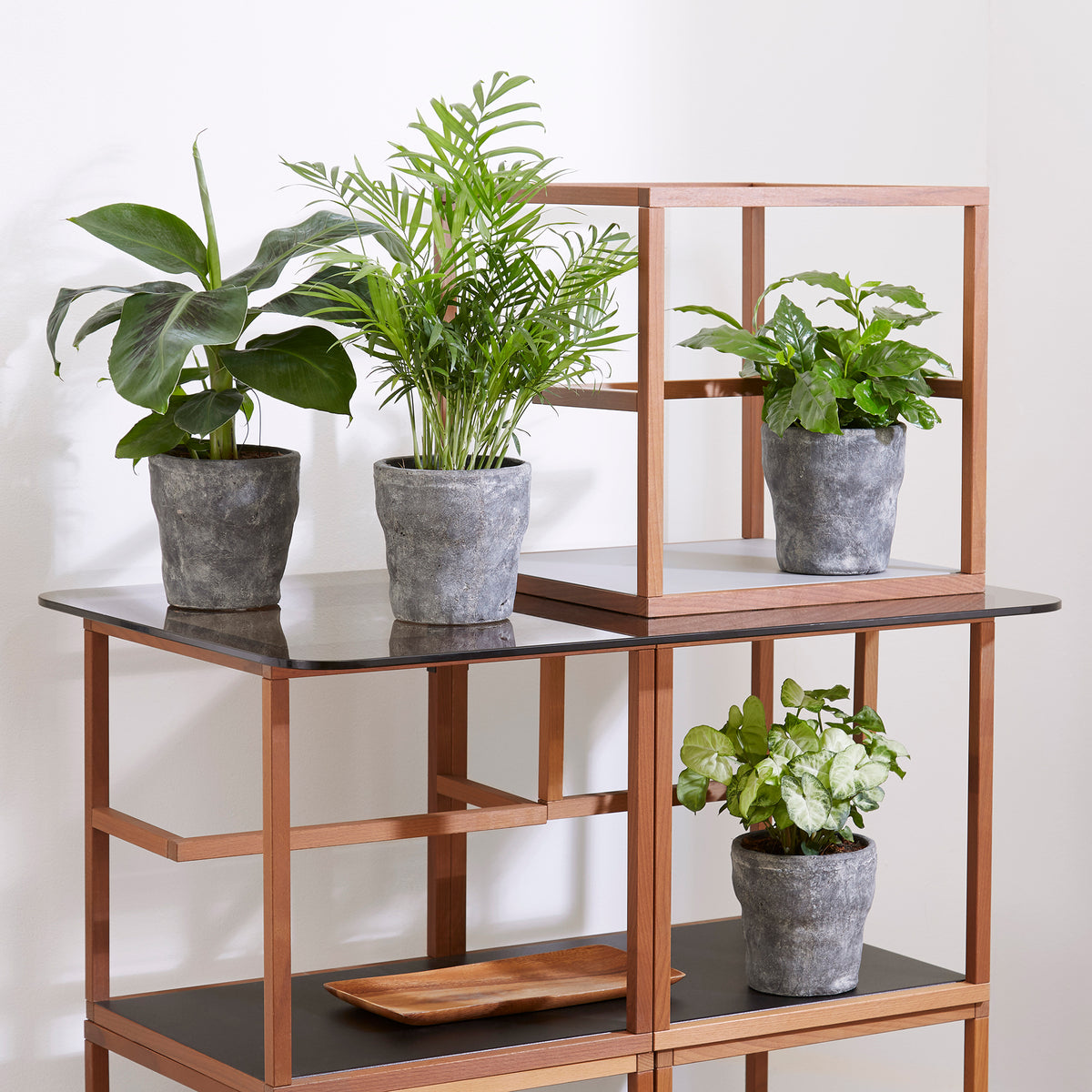Tropische kamerplanten Mix (x4)